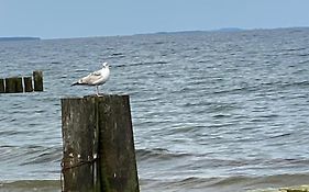 Seestern